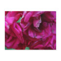 Wilting Rose Cluster Digital Photograph Postcard by Liley_Photo_N_Design Wilting Rose Cluster Digital Photograph Postcard