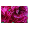 Wilting Rose Cluster Digital Photograph Print by Liley_Photo_N_Design Wilting Rose Cluster Digital Photograph Print