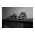Wilting Rose posters by Kuroda724 Wilting Rose posters