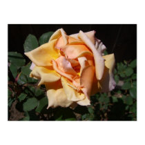 Wilting Rose Posters & Prints by wingedturtle Wilting Rose Posters & Prints