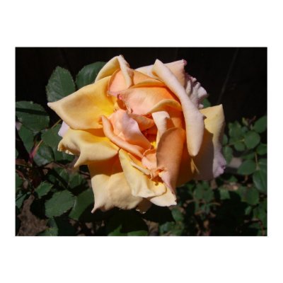 Wilting Rose Posters & Prints by wingedturtle