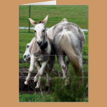 Winchester & Bucky play note card cards