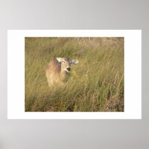 Wind blasted doe. posters