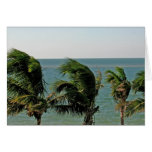 Wind Blown Palm Trees Cards