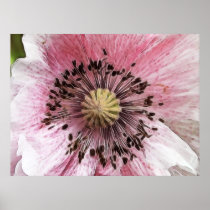 Wind Blown Poppy Poster