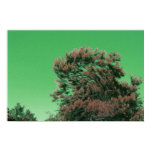 Wind in the Trees