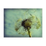 Wind of change postcard