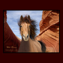 "Wind Runner", Wild Stallion Poster Print posters