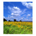 Wind Swept, Sunflowers (PRINT)