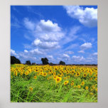 Wind Swept, Sunflowers (PRINT) posters
