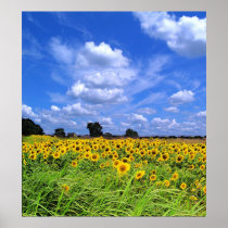 Wind Swept, Sunflowers (PRINT)