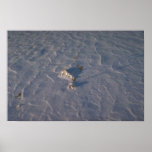 Windblown patterns in snow posters