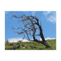 Windblown Tree Postcard