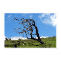 Windblown Tree Posters & Prints