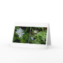 Windflower • Greeting Card
