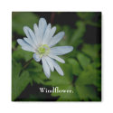 Windflower Magnet