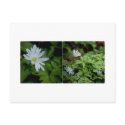 Windflower Postcard