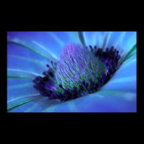 Windflower posters