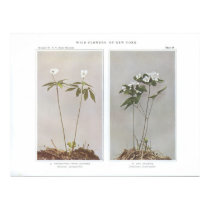 Windflower; Wood Anemone - Anemone quinquefolia posters