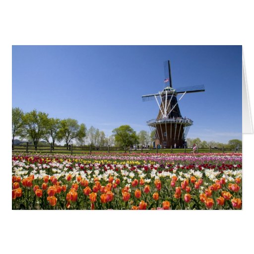 Windmill Island park with tulips in bloom at Card  Zazzle