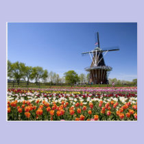 Windmill Island park with tulips in bloom at postcards