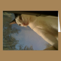 Window Kitty Card cards