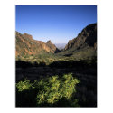 Window on the Desert posters