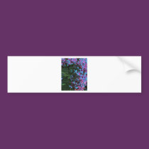 Windows and their Front bumper stickers