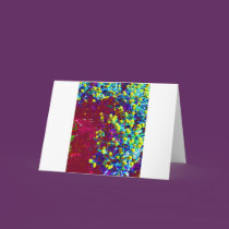 Windows and their Front cards