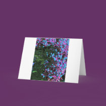Windows and their Front cards