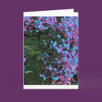 Windows and their Front cards