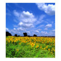 Windswept fields ans sky posters by ginaayerssignore Windswept fields ans sky posters