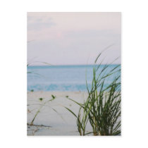 Windswept Post Cards