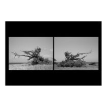 Windswept Shrubbery posters