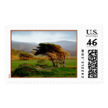 Windswept Trees postage