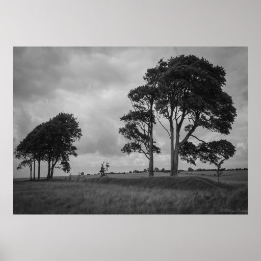 Windswept Trees Print