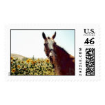 "Windy" - Appaloosa in Sunflowers postage