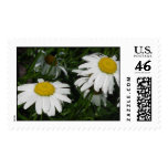 Windy Daisies Postage Stamp