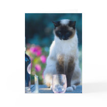 Wine cat cards by pshaw_photo Wine cat cards