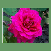 Wine colored summer Rose postcard postcards