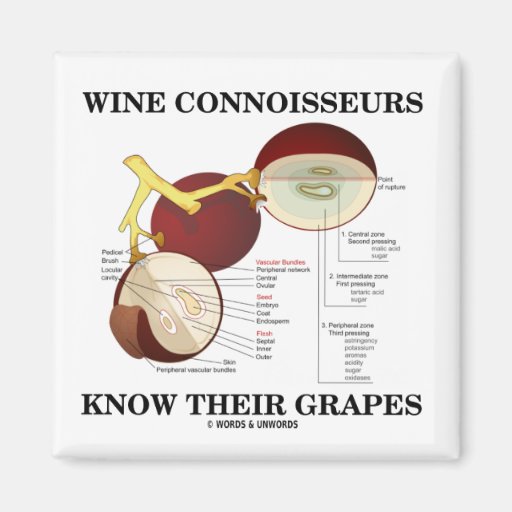 Wine Connoisseurs Know Their Grapes (Humor) Refrigerator Zazzle