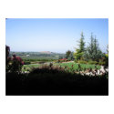 Wine Country posters by TravellingSue Wine Country posters