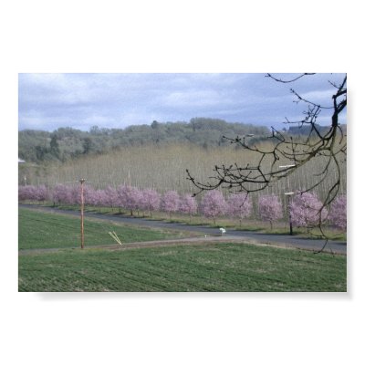 Wine Country Scenic Print by donnythed