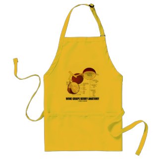 Wine Grape Berry Anatomy (Scientific Diagram) apron