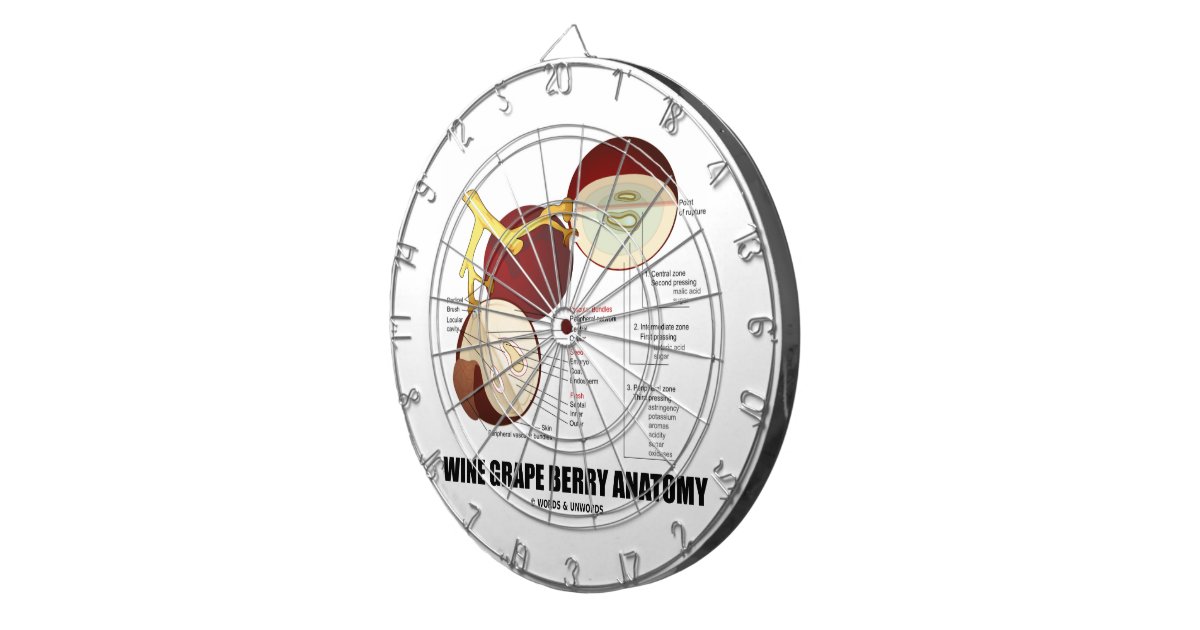 Wine Grape Berry Anatomy Scientific Diagram Dart Board ... berry diagram 