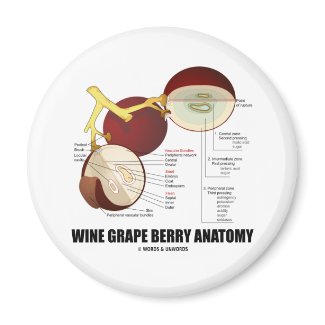Wine Grape Berry Anatomy (Scientific Diagram) magnet
