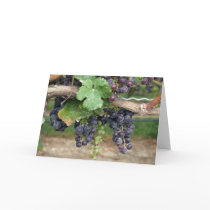 Wine on the Vine cards
