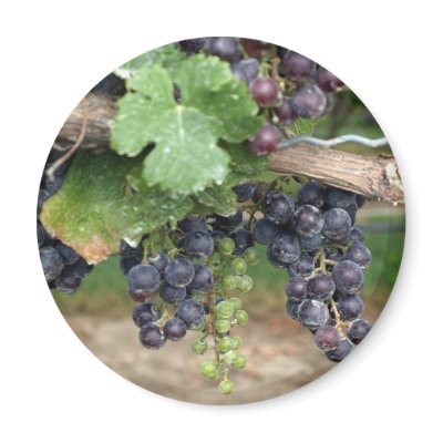 Wine on the Vine Magnets by Sharons_Shop