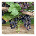 Wine on the Vine posters by Sharons_Shop Wine on the Vine posters