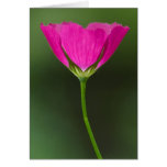 Winecup Wildflower Notecards